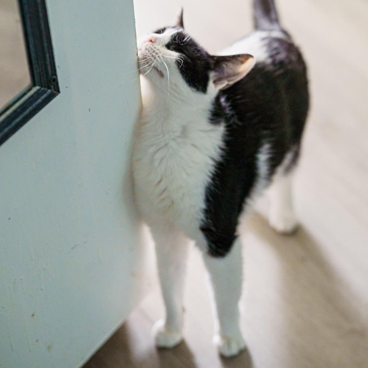 Bonnie, ADOPTABLE, Adult Female American Shorthair.