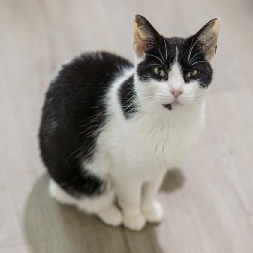 Enlarge Bonnie, a ADOPTABLE American Shorthair in Marble Falls, TX image 2/6