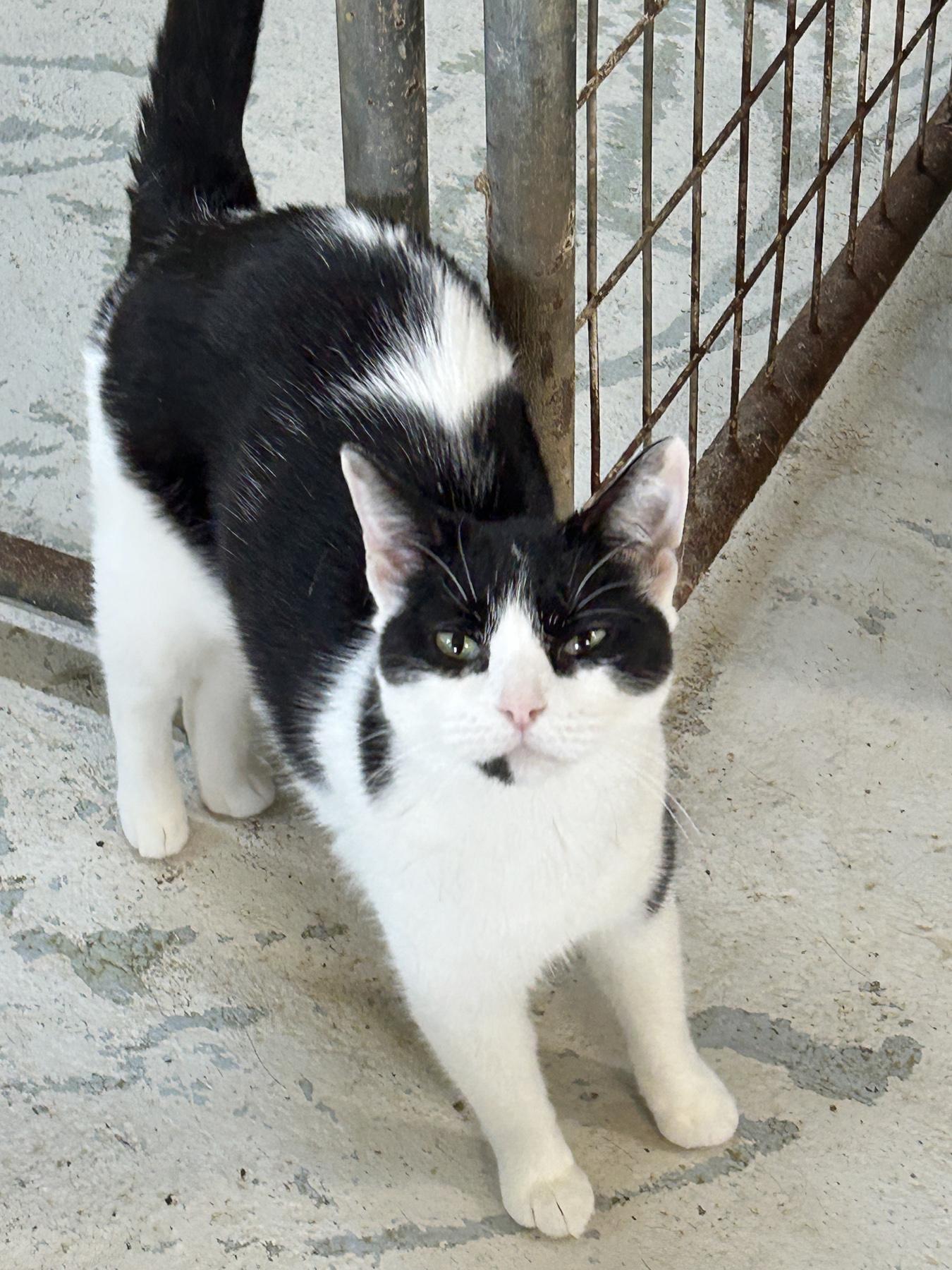 Enlarge Bonnie, a ADOPTABLE American Shorthair in Marble Falls, TX image 5/6