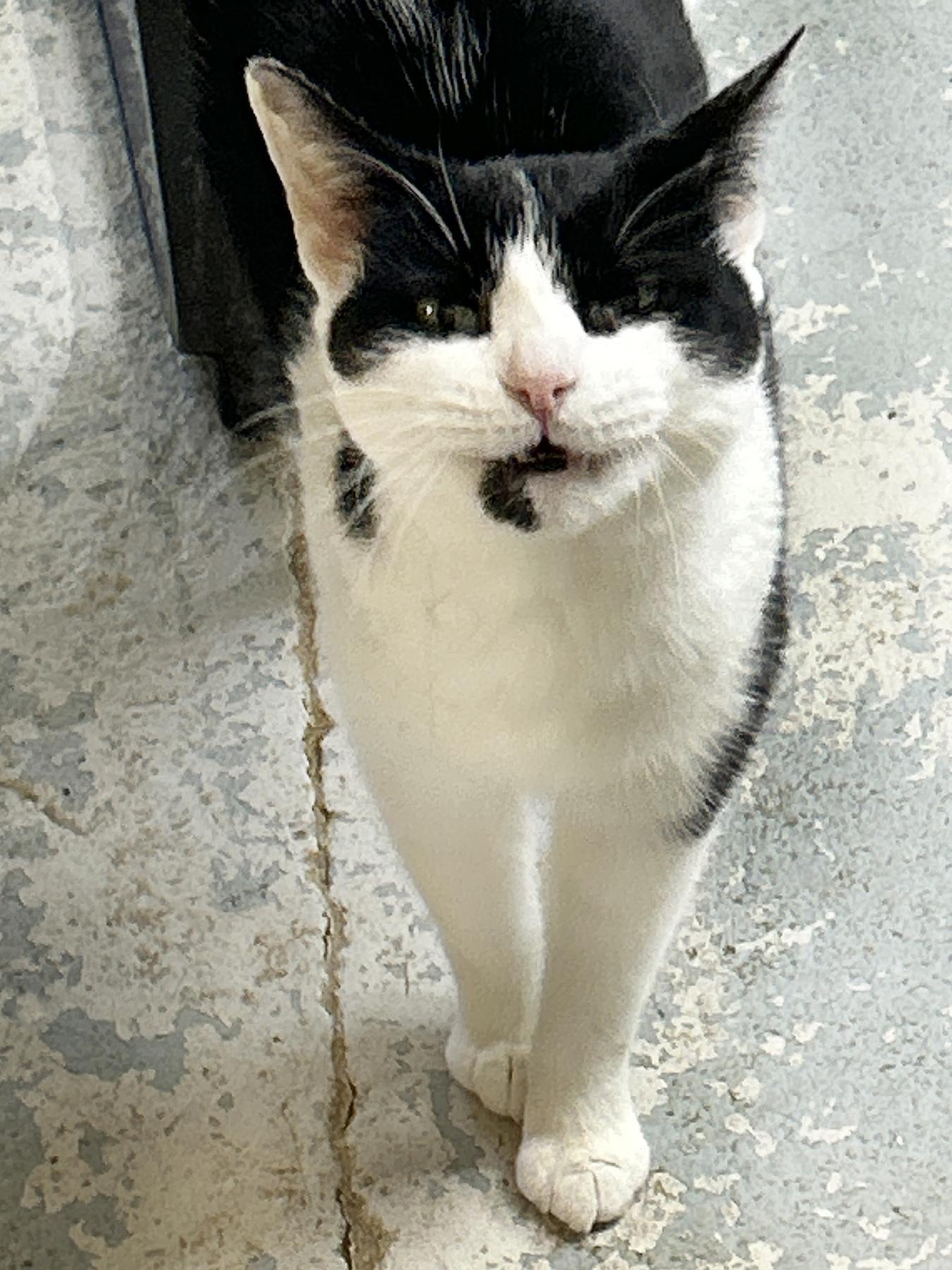 Enlarge Bonnie, a ADOPTABLE American Shorthair in Marble Falls, TX image 6/6