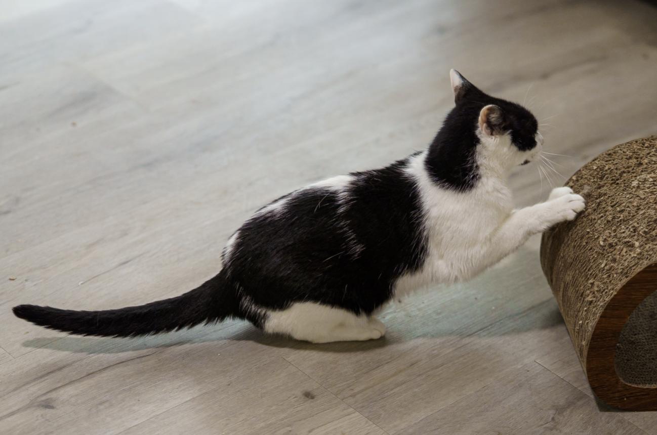 Enlarge Bonnie, a ADOPTABLE American Shorthair in Marble Falls, TX image 4/6