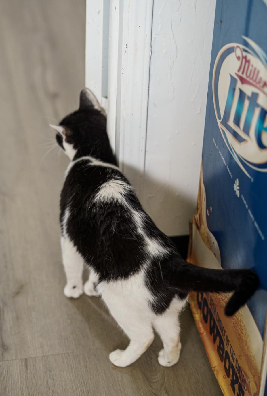 Enlarge Bonnie, a ADOPTABLE American Shorthair in Marble Falls, TX image 3/6