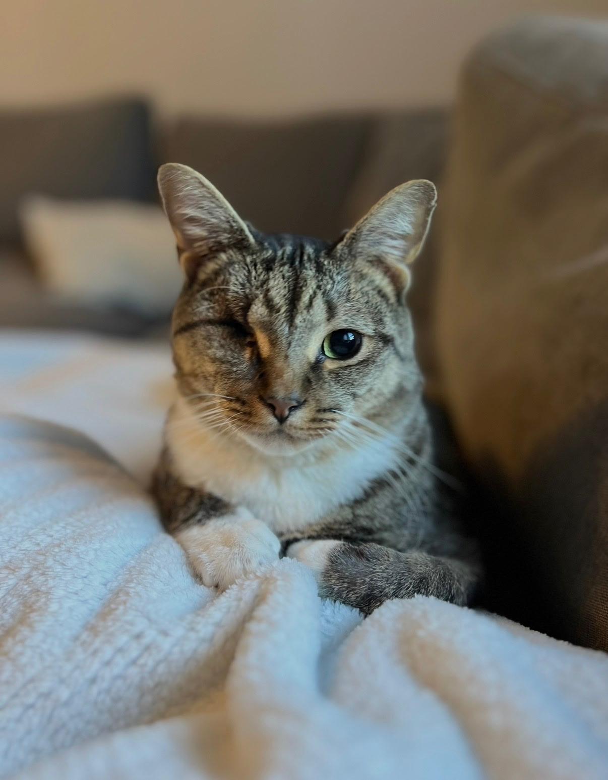 Duke the one Eyed Pirate, Adoptable, Adult Male Tabby.