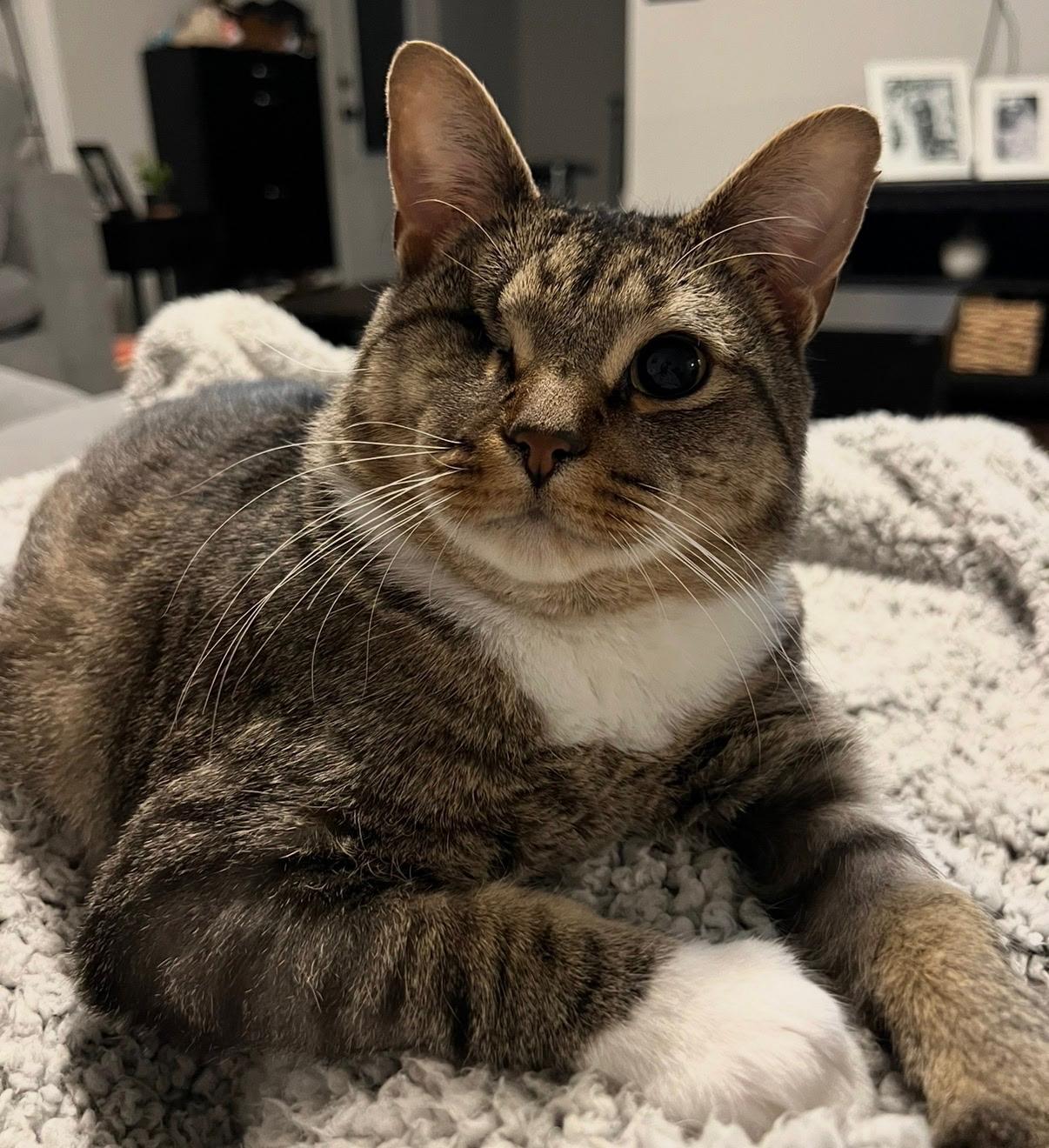 Duke the one Eyed Pirate, a Adoptable Tabby in Chesapeake Beach, MD image 2/5