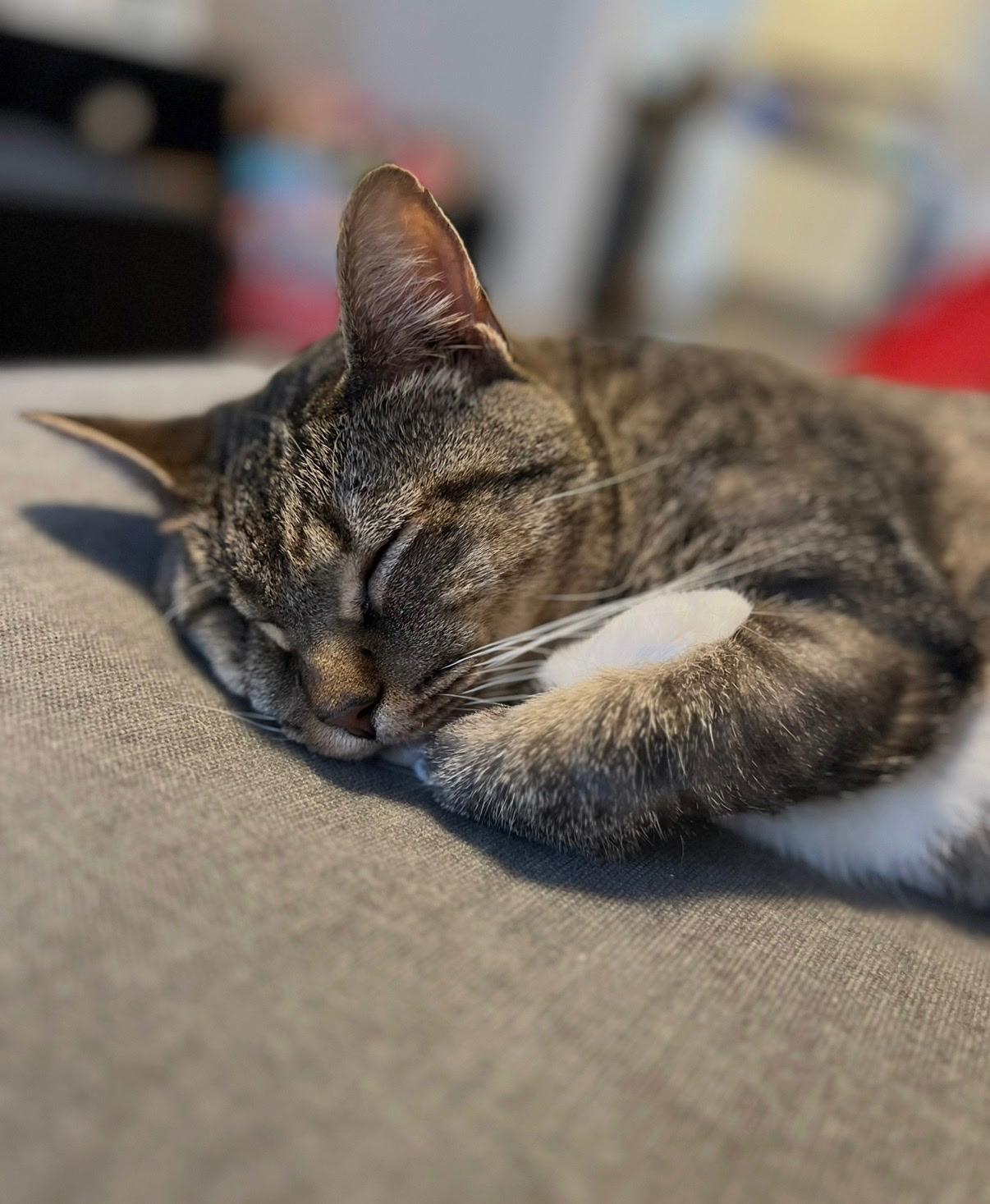 Duke the one Eyed Pirate, a Adoptable Tabby in Chesapeake Beach, MD image 3/5