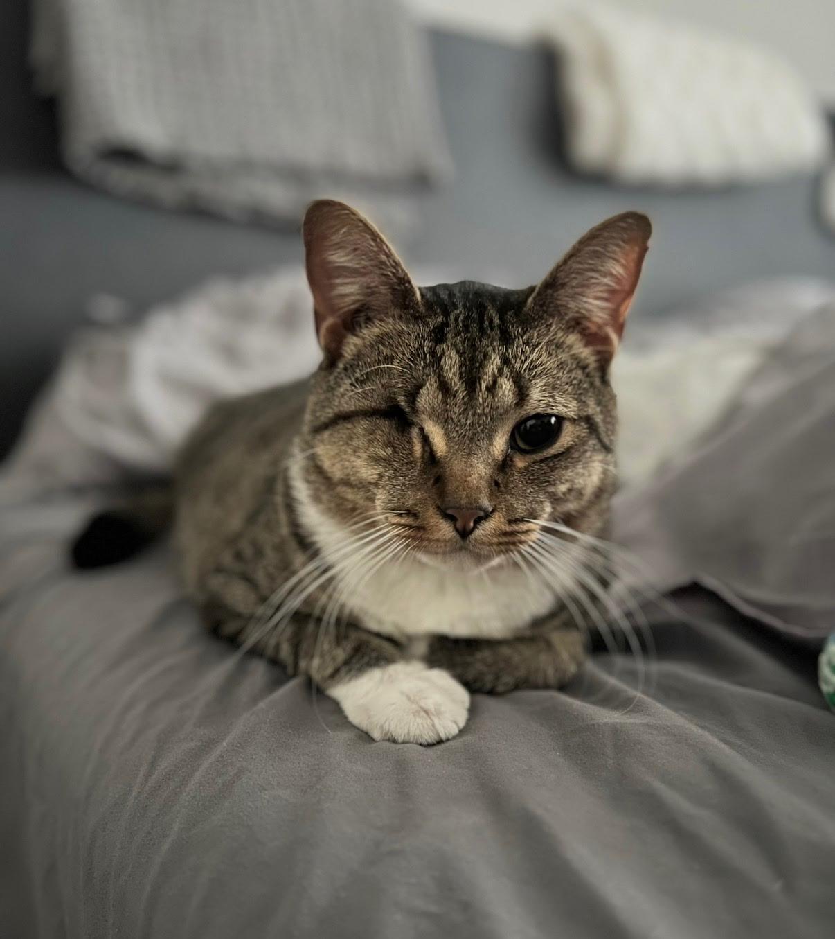 Duke the one Eyed Pirate, a Adoptable Tabby in Chesapeake Beach, MD image 4/5