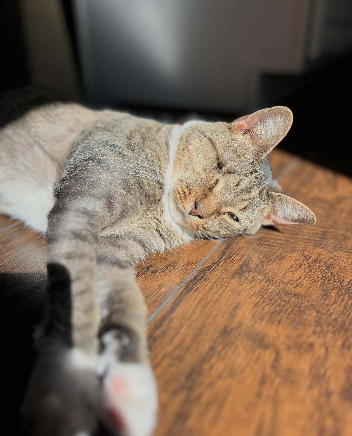 Duke the one Eyed Pirate, a Adoptable Tabby in Chesapeake Beach, MD image 5/5