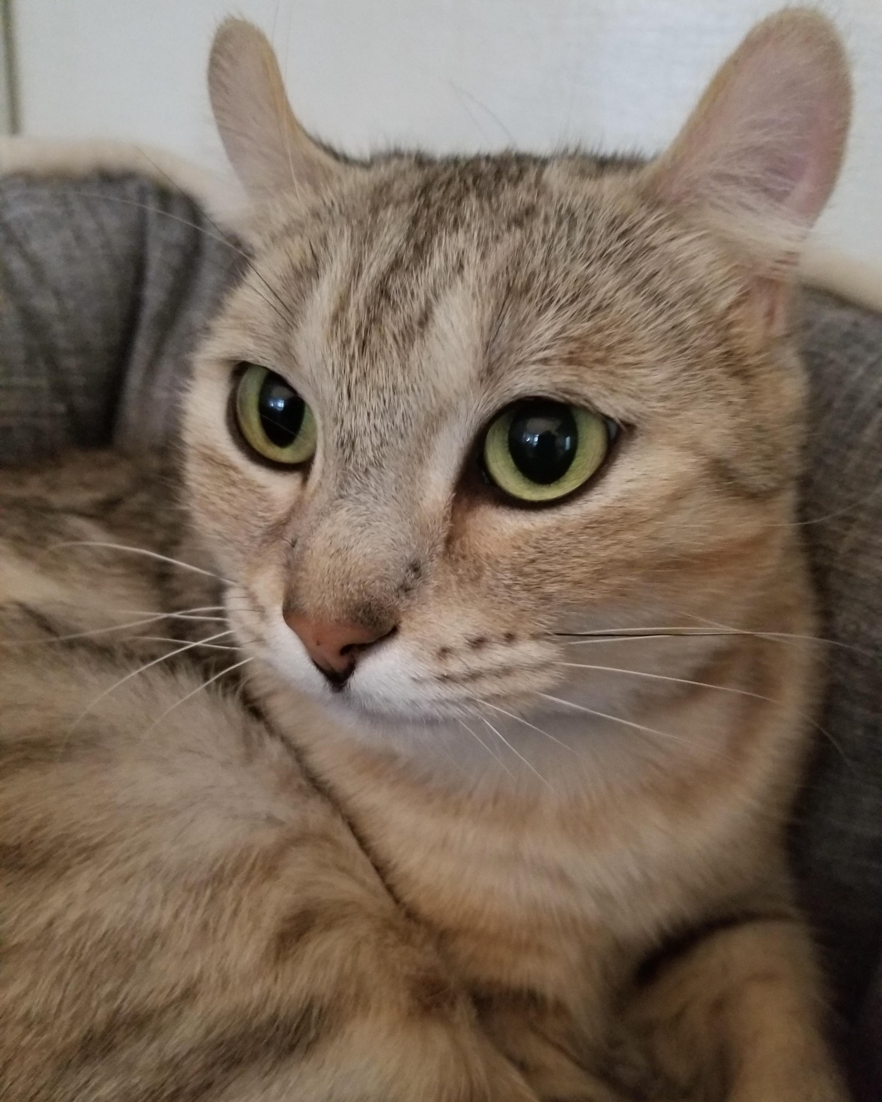 Enlarge Shuma, a Adoptable mixed breed in Stanstead, QC image 2/6