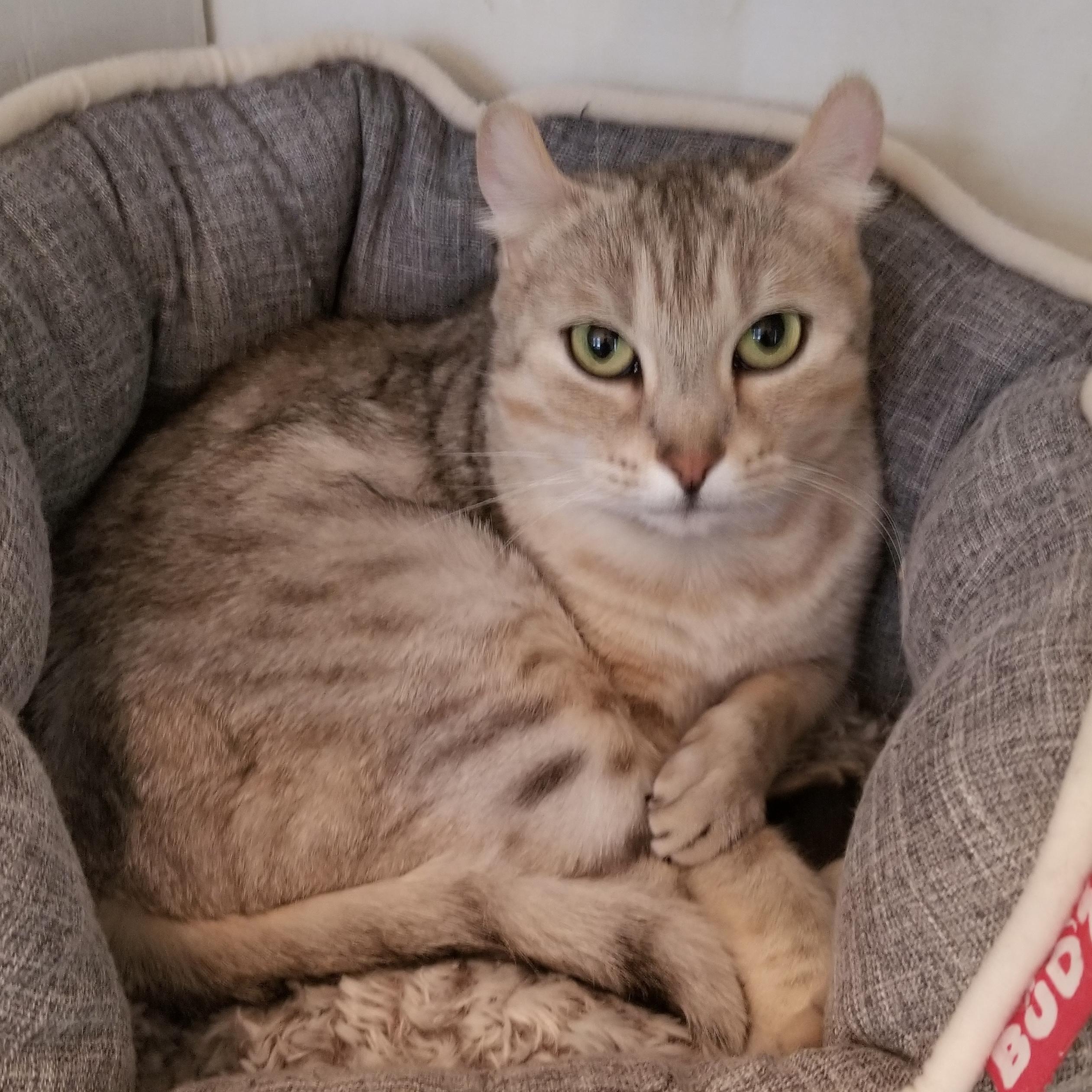 Enlarge Shuma, a Adoptable mixed breed in Stanstead, QC image 1/6