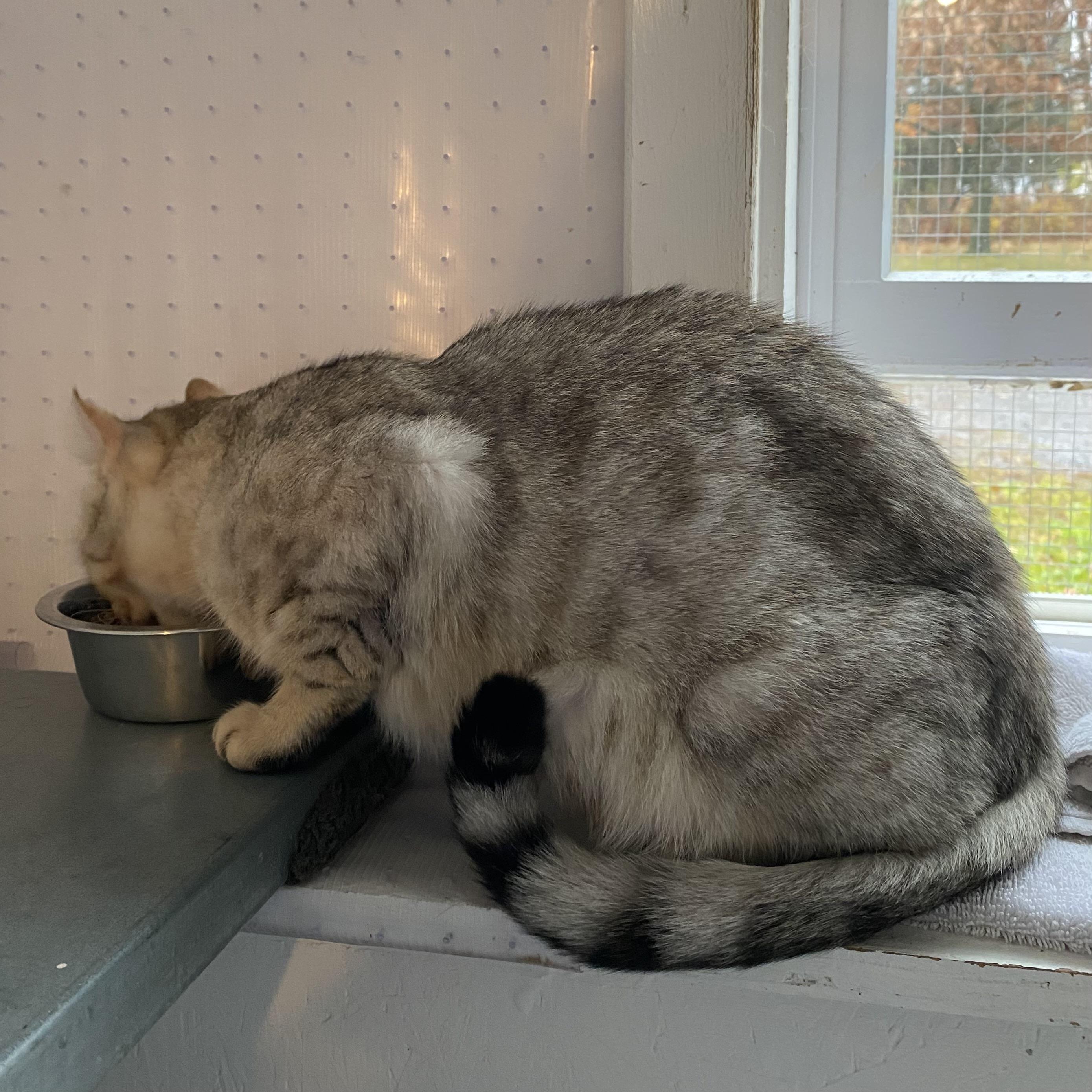 Enlarge Shuma, a Adoptable mixed breed in Stanstead, QC image 2/5