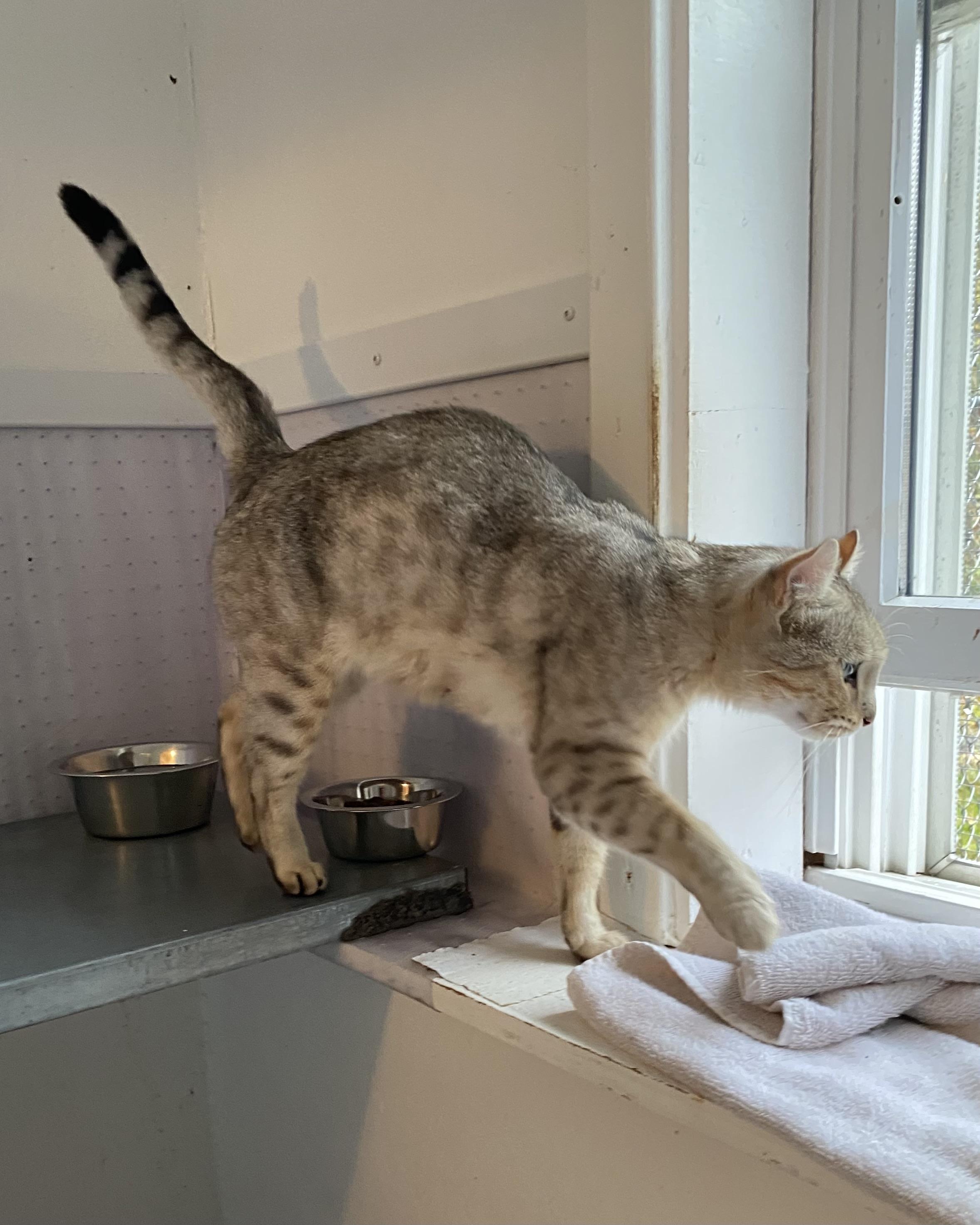 Enlarge Shuma, a Adoptable mixed breed in Stanstead, QC image 3/5