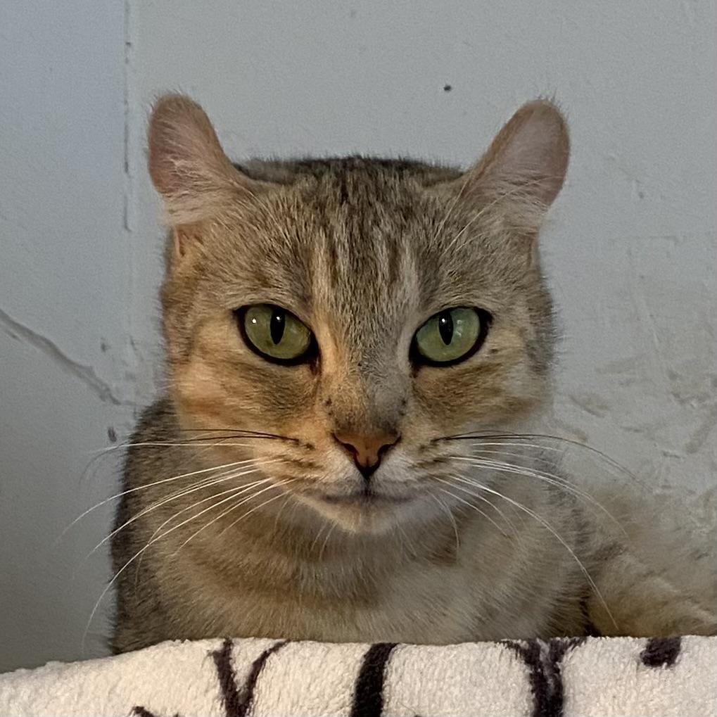 Shuma, Adoptable, Adult Female Tabby & American Curl.