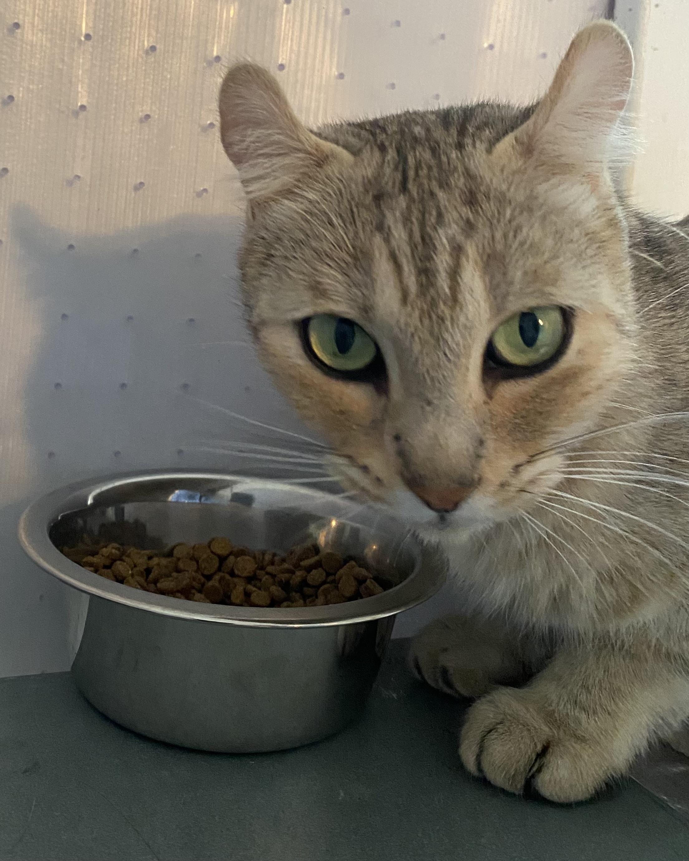 Enlarge Shuma, a Adoptable mixed breed in Stanstead, QC image 4/5