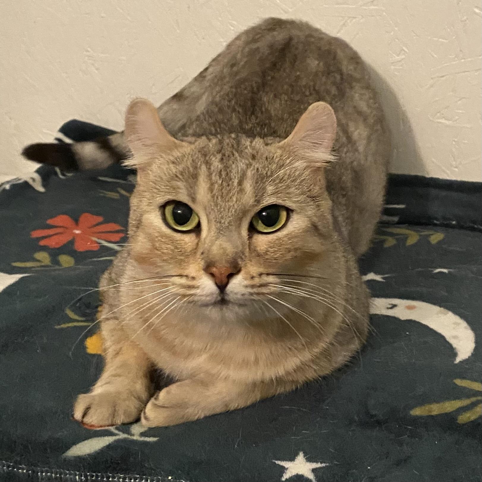 Enlarge Shuma, a Adoptable mixed breed in Stanstead, QC image 5/5