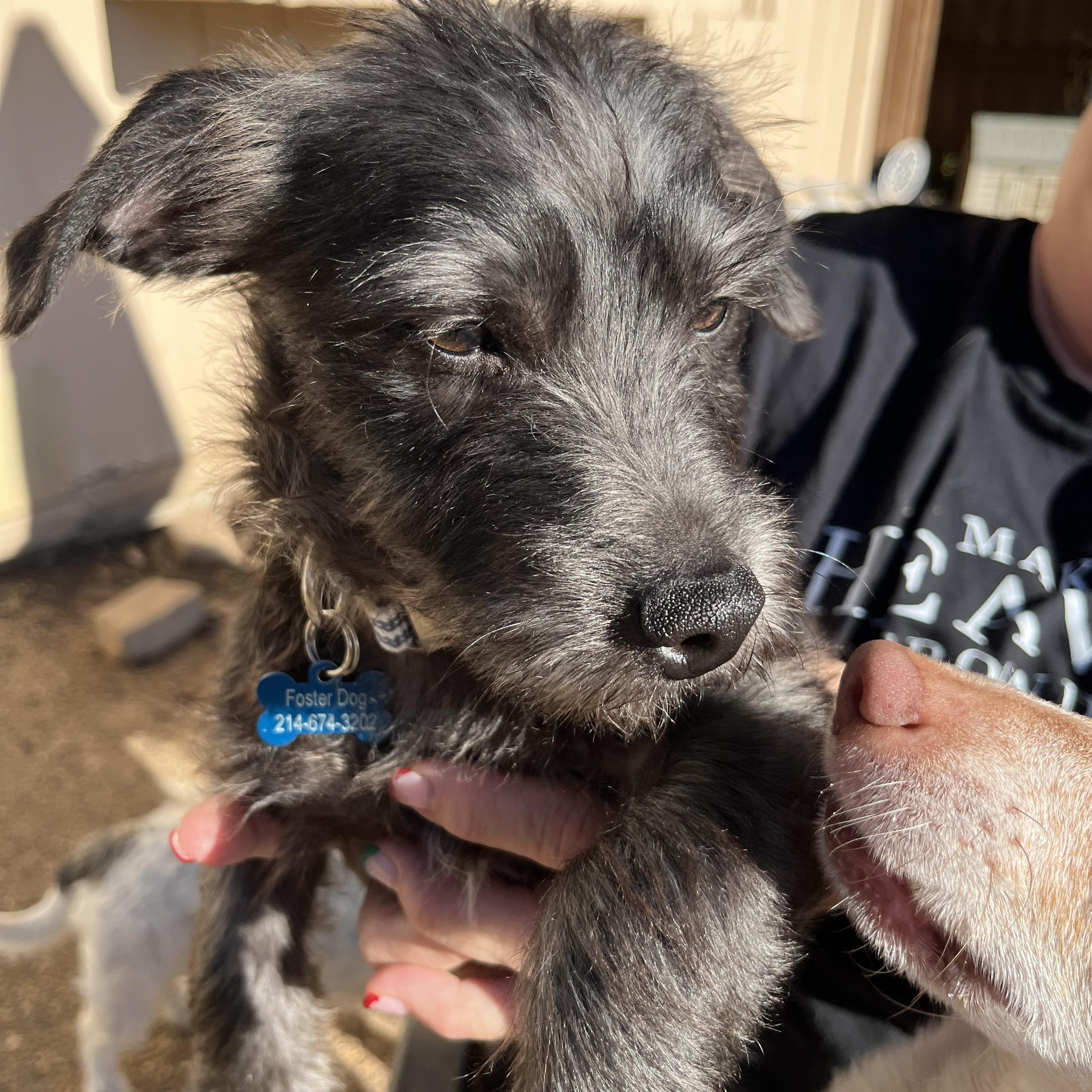 Enlarge Mark, a ADOPTABLE mixed breed in Dallas, TX image 1/2