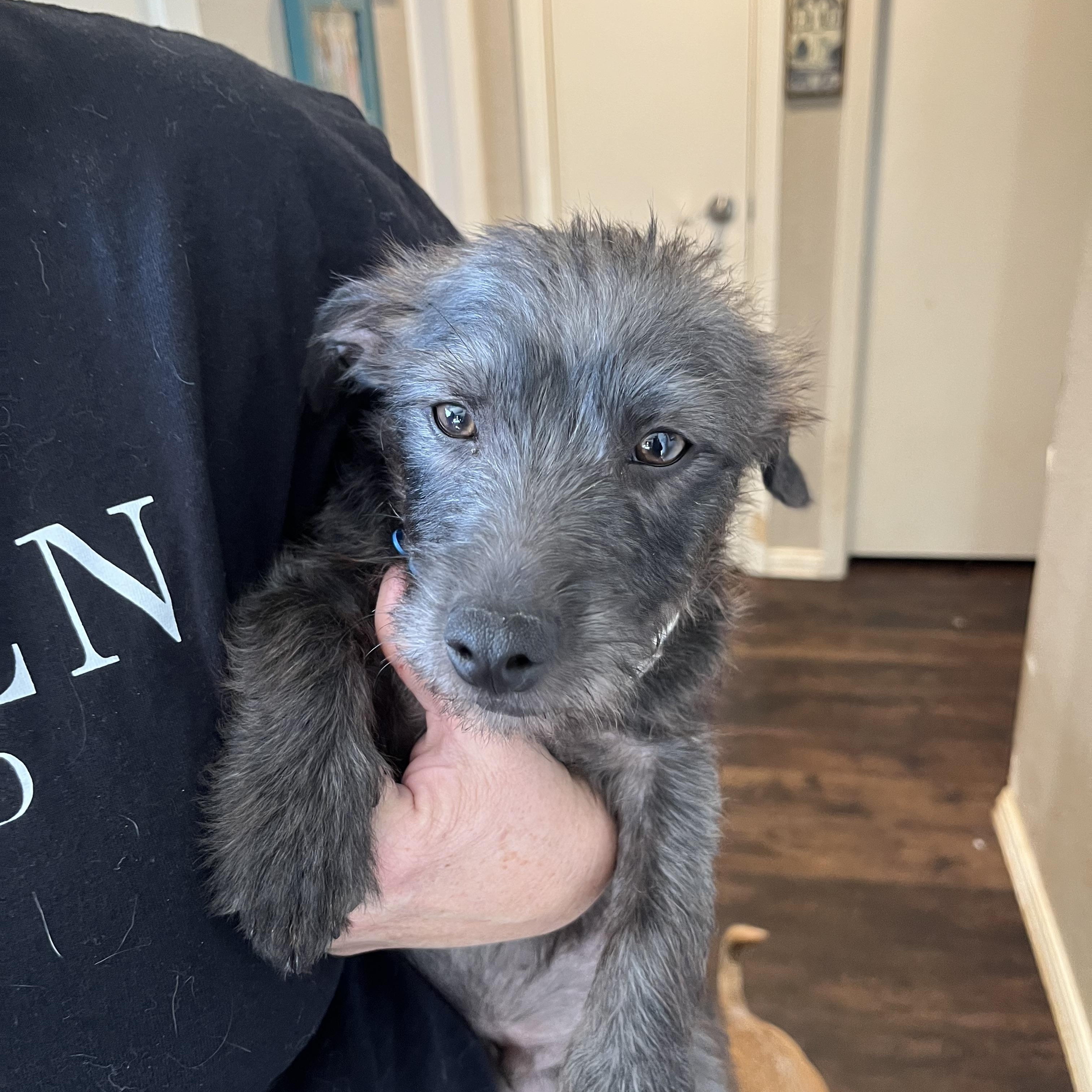 Enlarge Mark, a ADOPTABLE mixed breed in Dallas, TX image 2/2