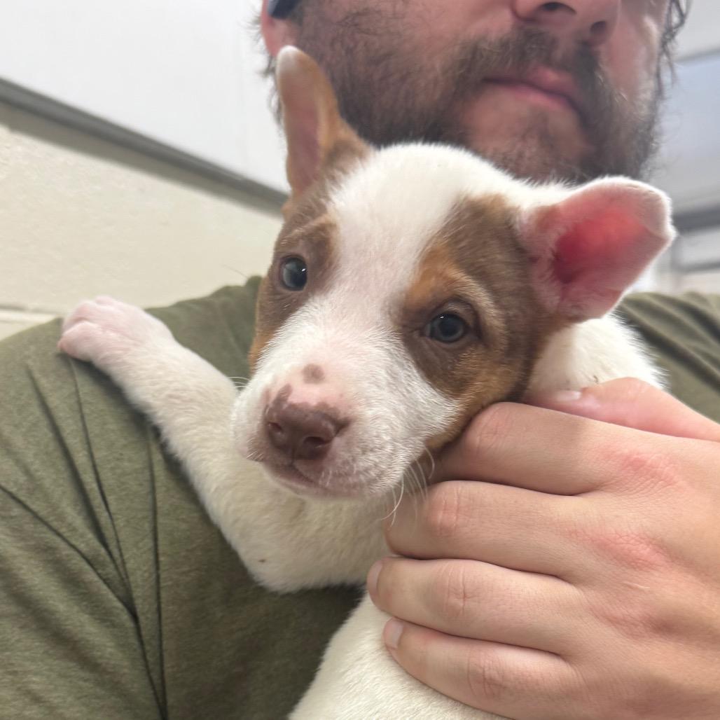 Enlarge Olympic, a Adoptable Mixed Breed in Hendersonville, NC image 1/4