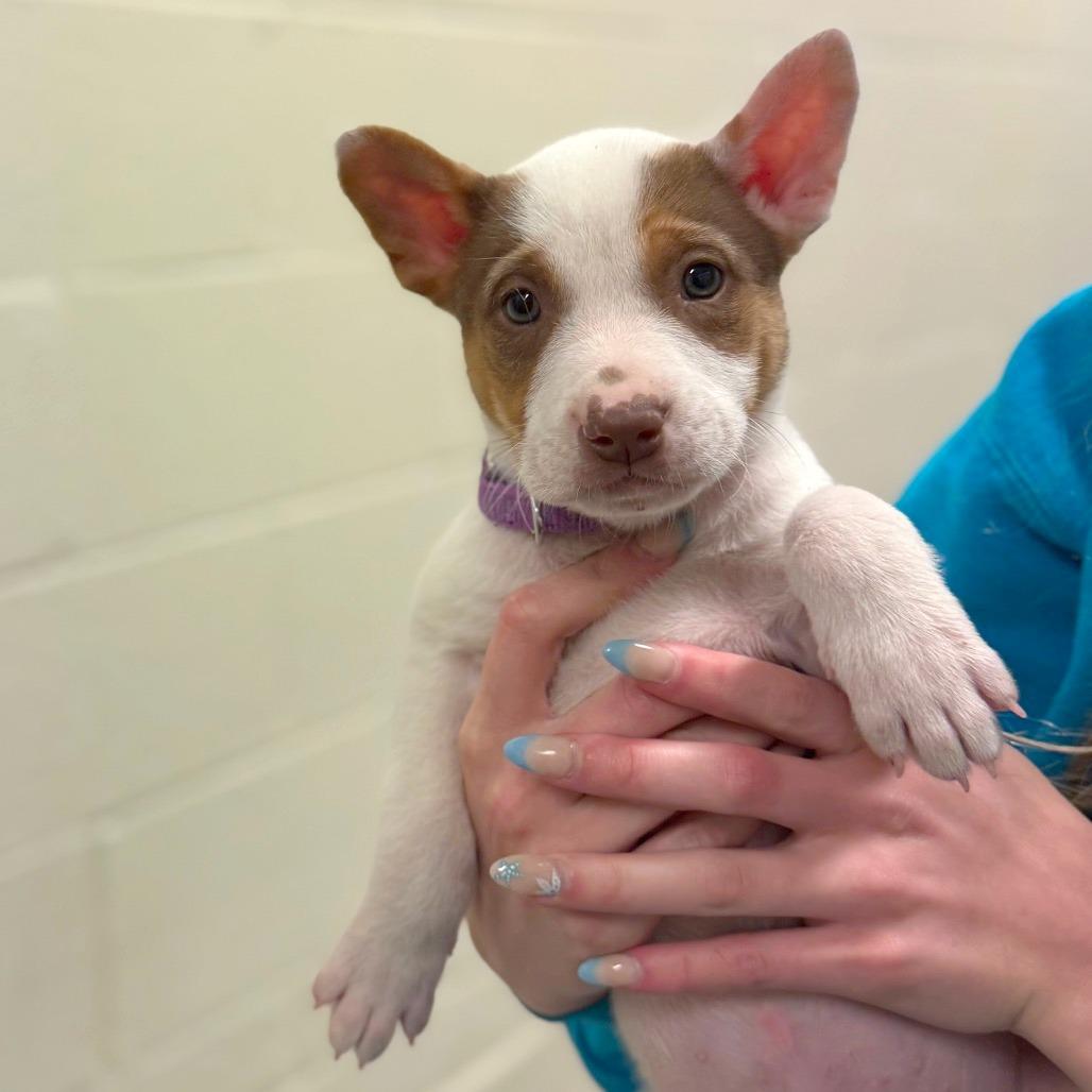 Enlarge Olympic, a Adoptable Mixed Breed in Hendersonville, NC image 2/4