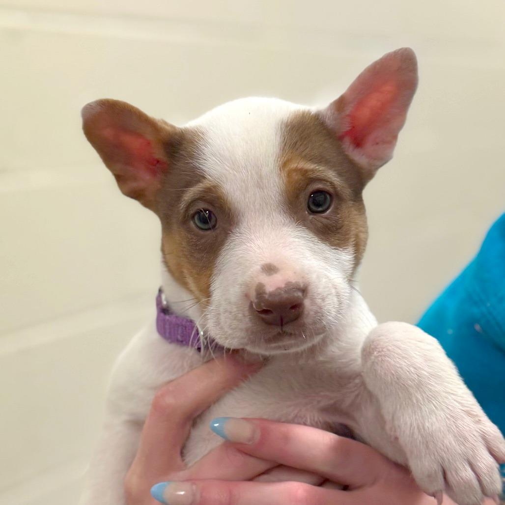 Enlarge Olympic, a Adoptable Mixed Breed in Hendersonville, NC image 3/4