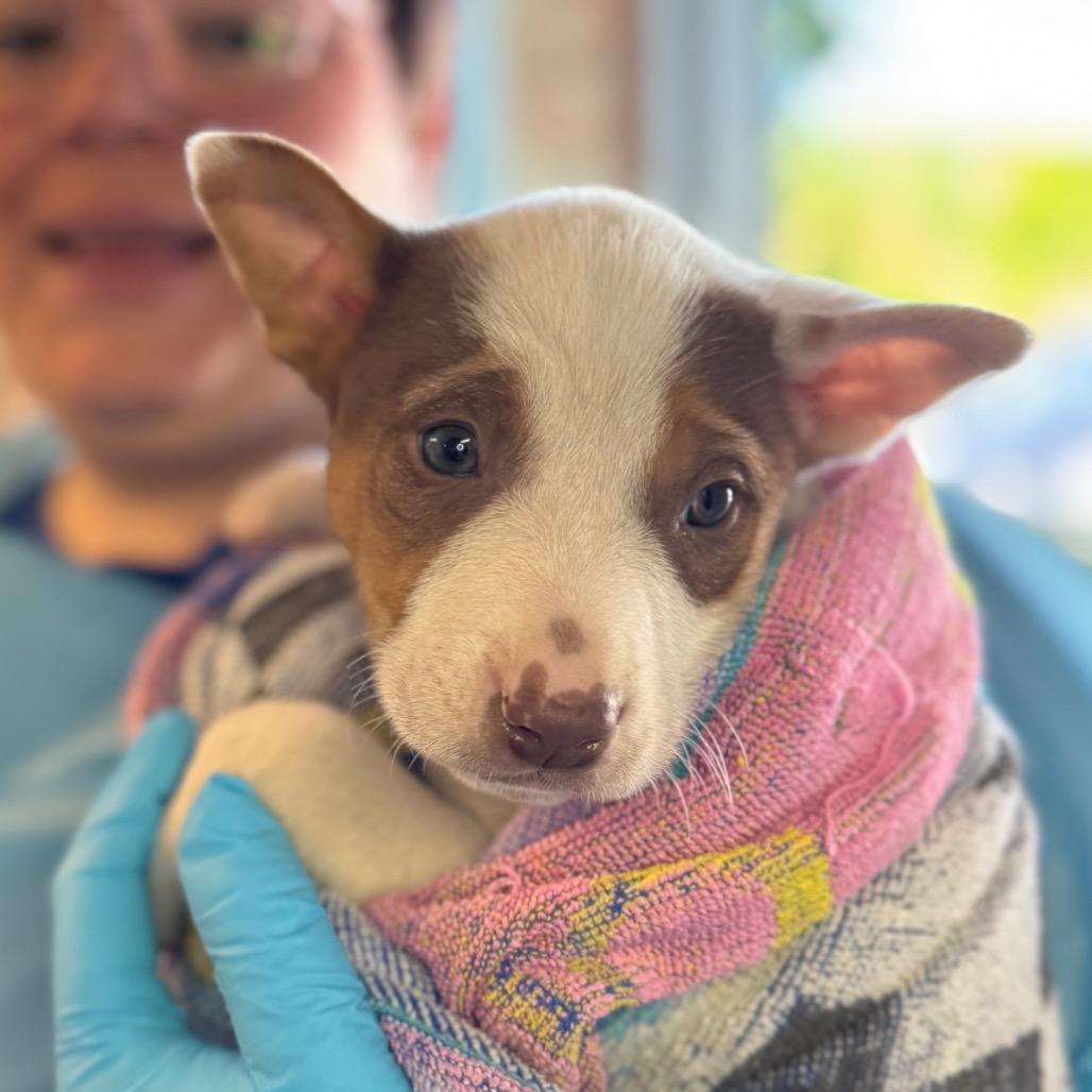 Enlarge Olympic, a Adoptable Mixed Breed in Hendersonville, NC image 4/4