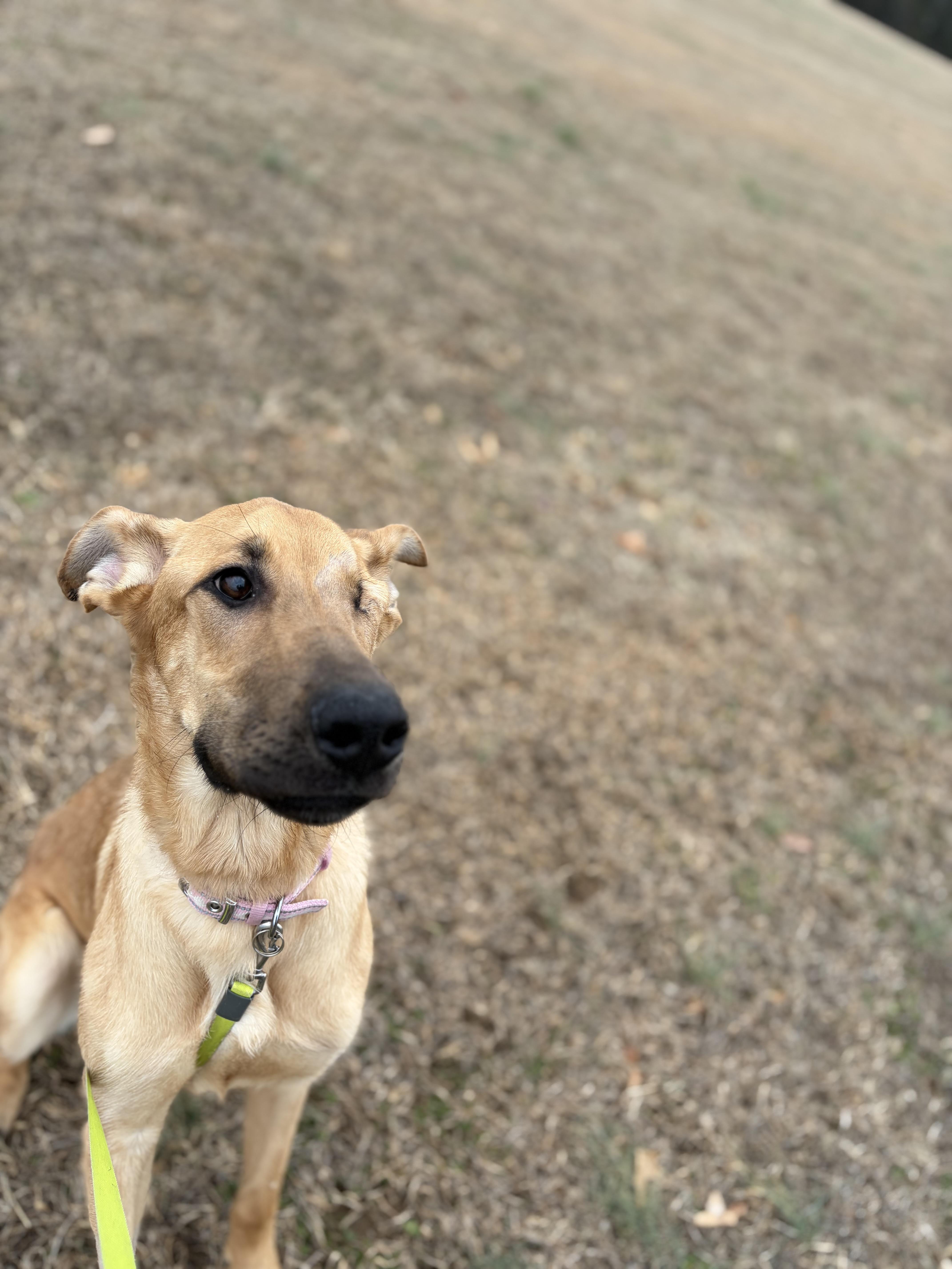 Enlarge Kanga, a ADOPTABLE Great Dane in Pittsboro, NC image 3/3