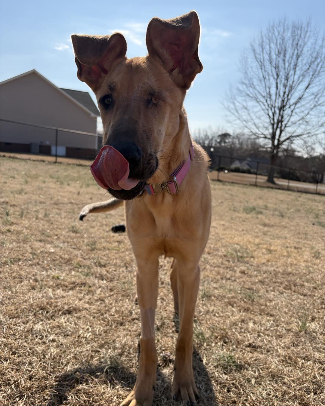 Enlarge Kanga, a ADOPTABLE Great Dane in Pittsboro, NC image 5/5
