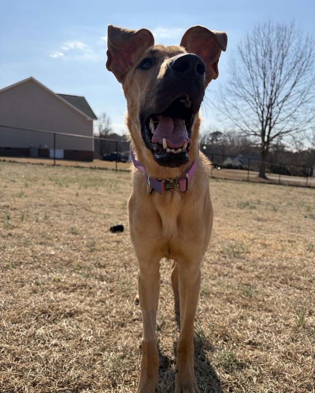 Enlarge Kanga, a ADOPTABLE Great Dane in Pittsboro, NC image 1/5