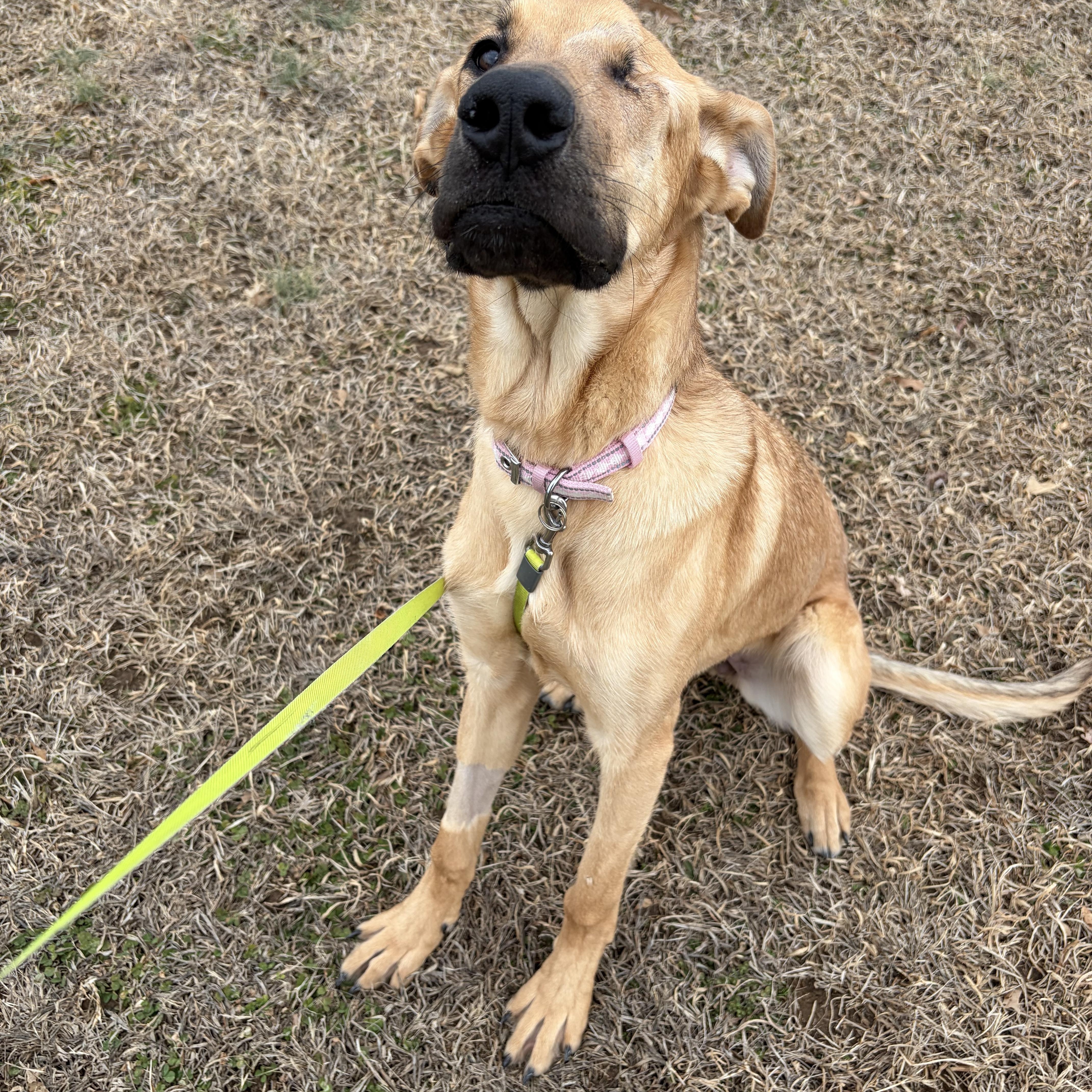 Enlarge Kanga, a ADOPTABLE Great Dane in Pittsboro, NC image 1/3