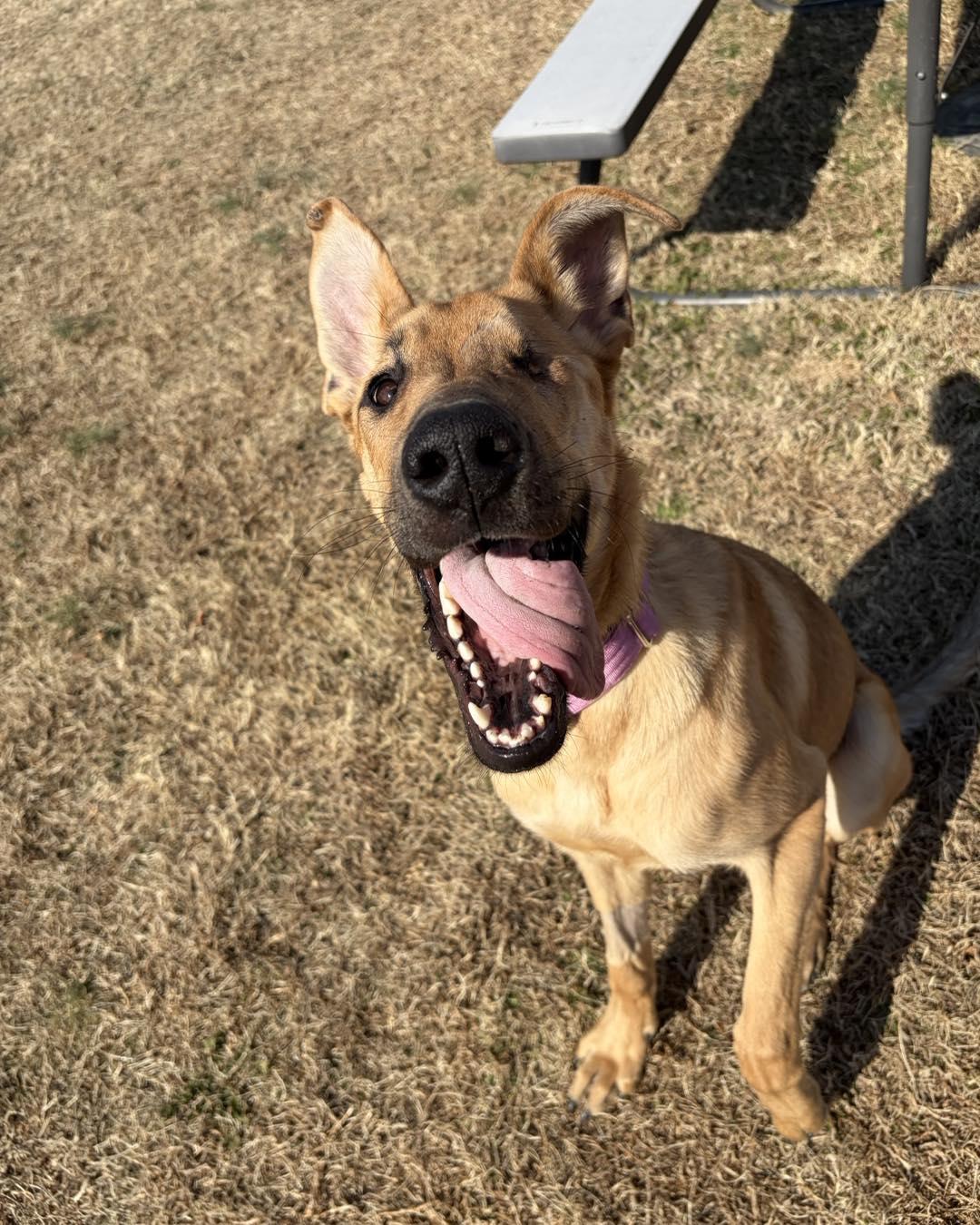 Enlarge Kanga, a ADOPTABLE Great Dane in Pittsboro, NC image 2/5