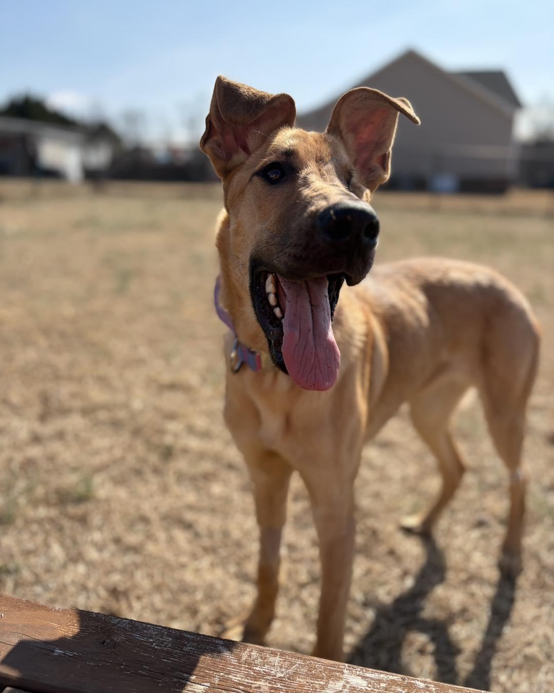 Enlarge Kanga, a ADOPTABLE Great Dane in Pittsboro, NC image 4/5