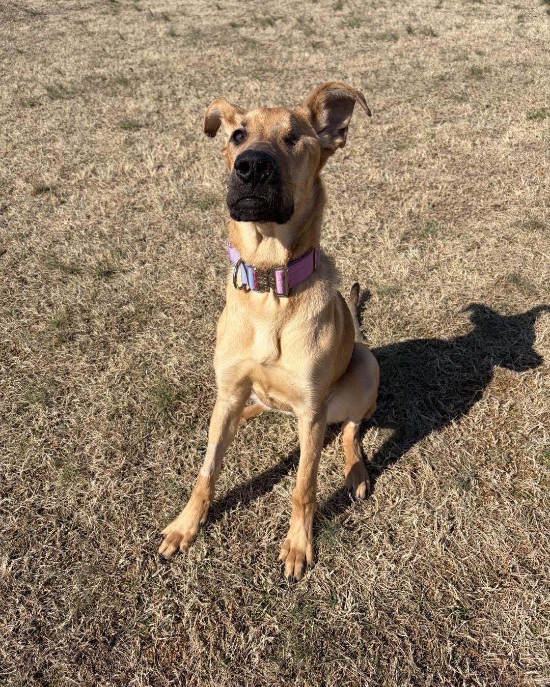 Enlarge Kanga, a ADOPTABLE Great Dane in Pittsboro, NC image 3/5