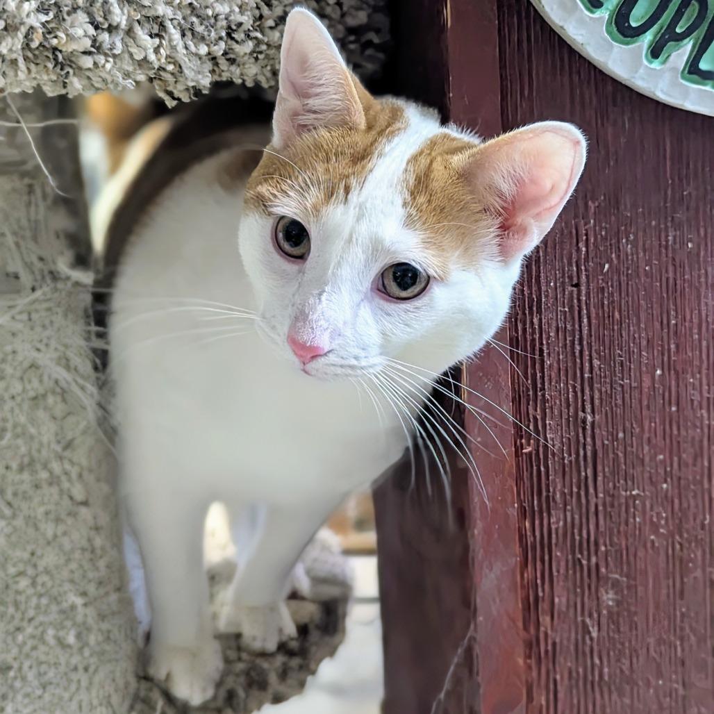 Coral, Adoptable, Young Female Domestic Short Hair.