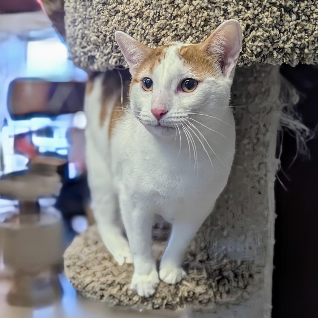 Enlarge Coral, a Adoptable Domestic Short Hair in Buffalo, NY image 2/2