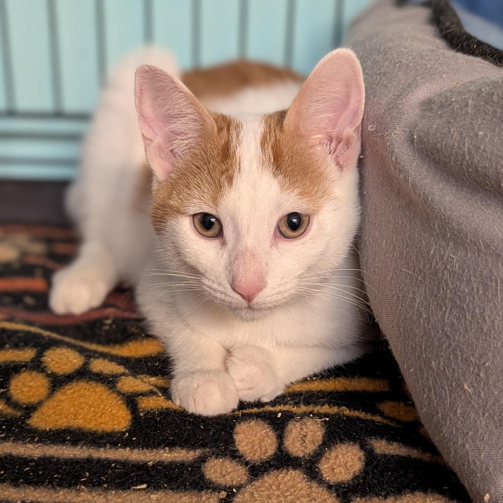 Coral, Adoptable, Young Female Domestic Short Hair.