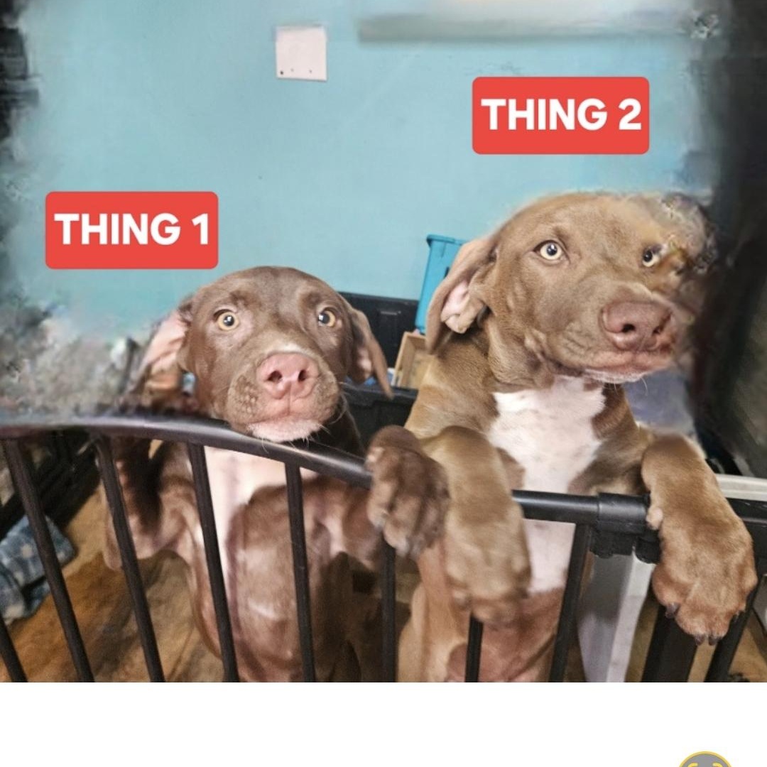 Enlarge Thing 2, a Adoptable mixed breed in phenix city, AL image 3/3