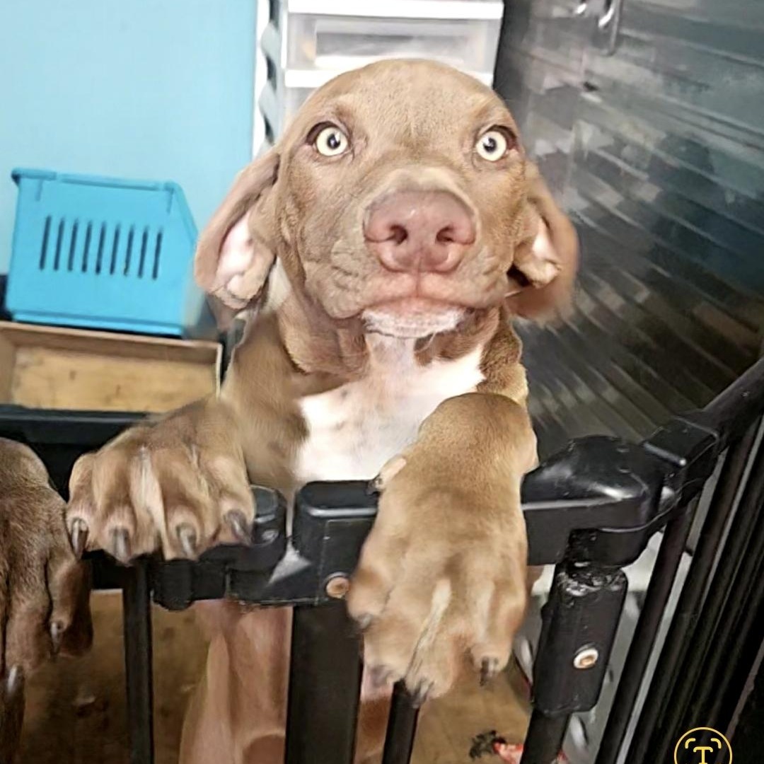 Enlarge Thing 2, a Adoptable mixed breed in phenix city, AL image 2/3