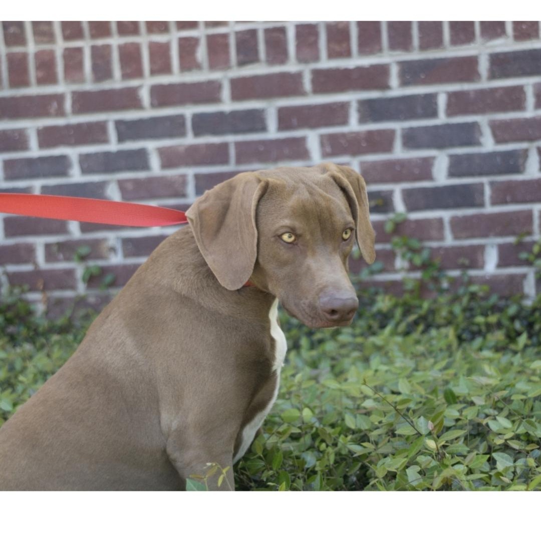 Enlarge Thing 2, a Adoptable mixed breed in phenix city, AL image 1/3