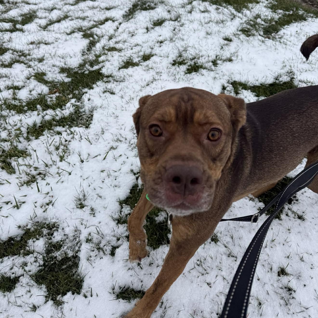 Enlarge Bruno... I am FULLY SPONSORED!!, a Adoptable mixed breed in Archbold , OH image 1/6