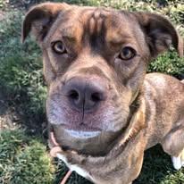 Enlarge Bruno... I am FULLY SPONSORED!!, a Adoptable mixed breed in Archbold , OH image 4/6