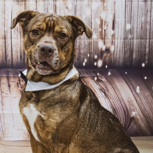 Bruno... I am FULLY SPONSORED!!, Adoptable, Adult Male Rottweiler & Mixed Breed.