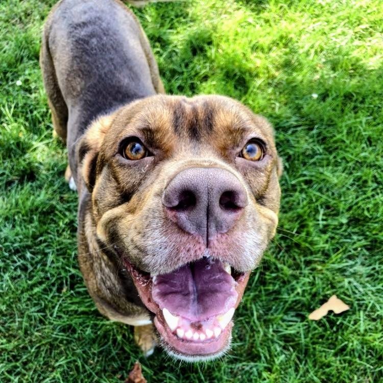 Enlarge Bruno... I am FULLY SPONSORED!!, a Adoptable mixed breed in Archbold , OH image 6/6