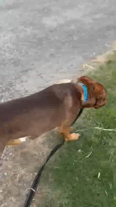 Enlarge Bruno... I am FULLY SPONSORED!!, a Adoptable mixed breed in Archbold , OH video 3/6