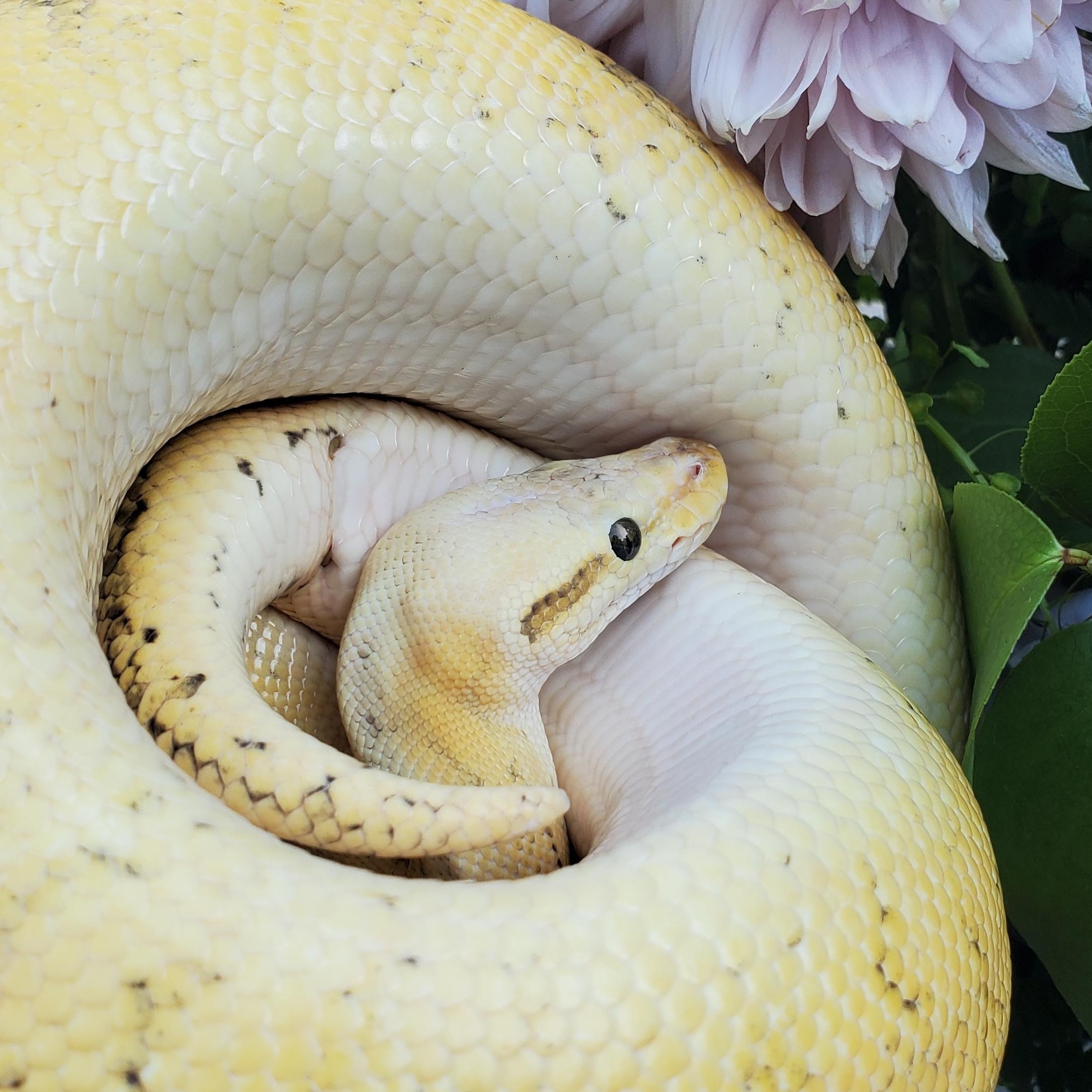 Ramen, Adopted, Adult Male Ball Python.