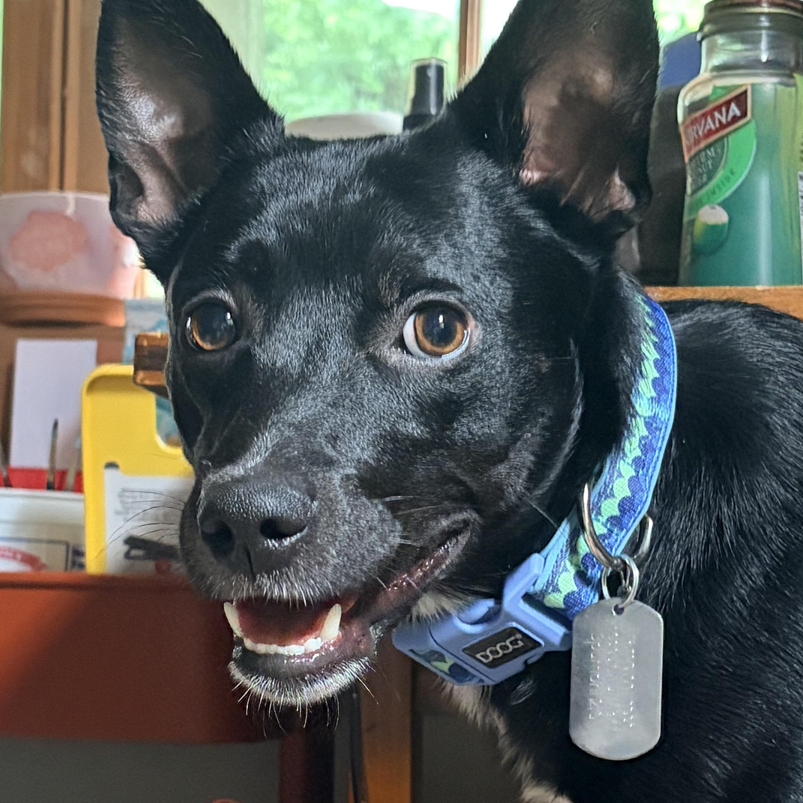 Enlarge Spumoni, a ADOPTABLE Chihuahua in New Orleans, LA image 2/3