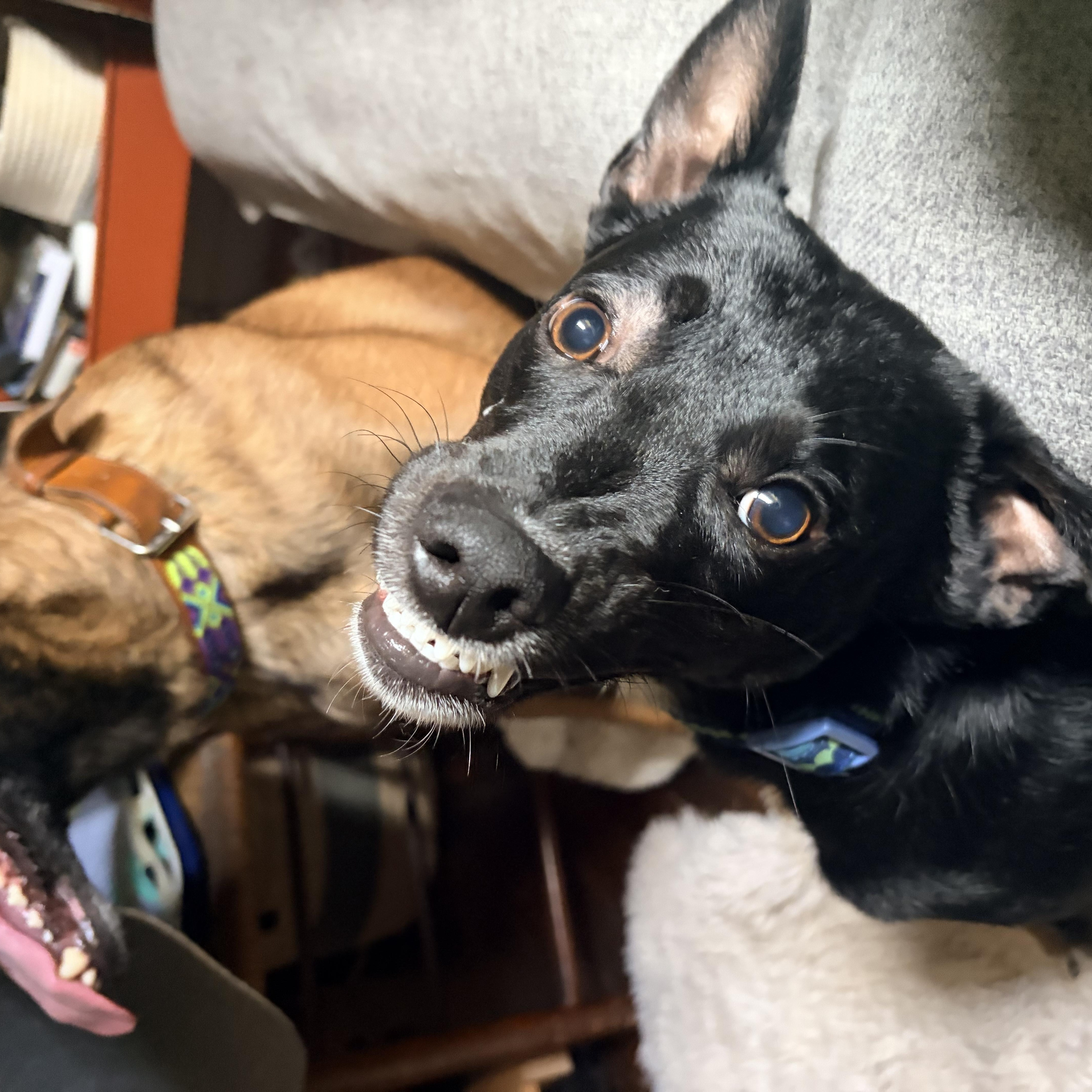 Enlarge Spumoni, a ADOPTABLE Chihuahua in New Orleans, LA image 3/3