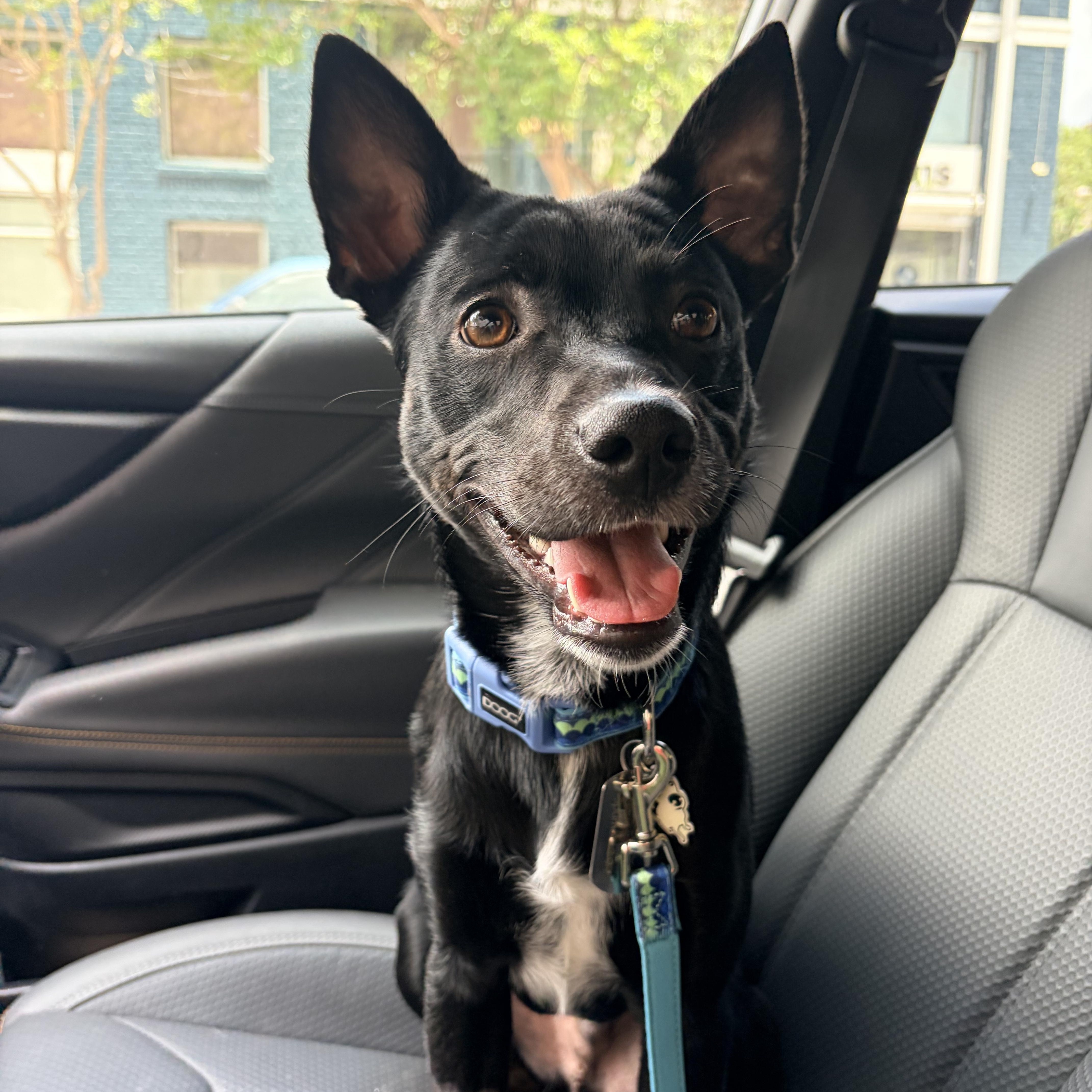 Enlarge Spumoni, a ADOPTABLE Chihuahua in New Orleans, LA image 1/3