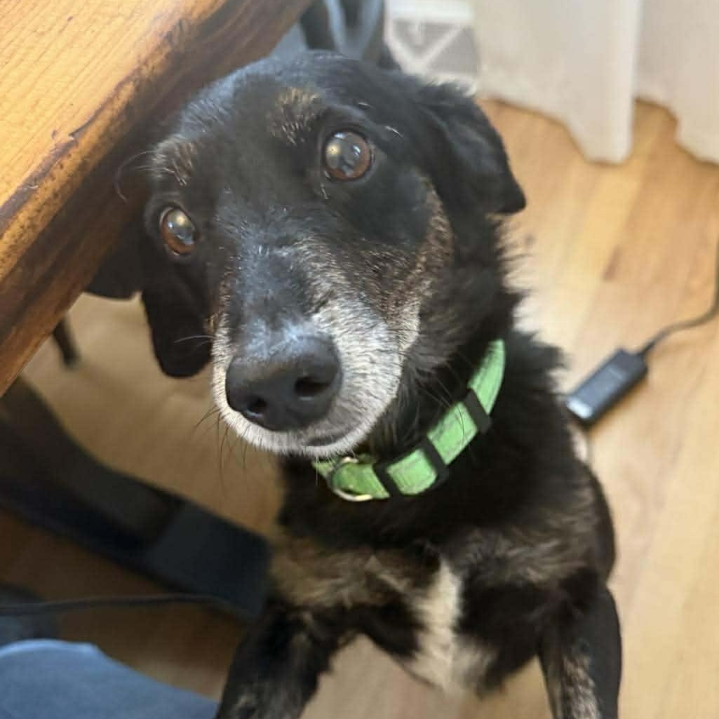 Benny, Adoptable, Adult Male Chiweenie.