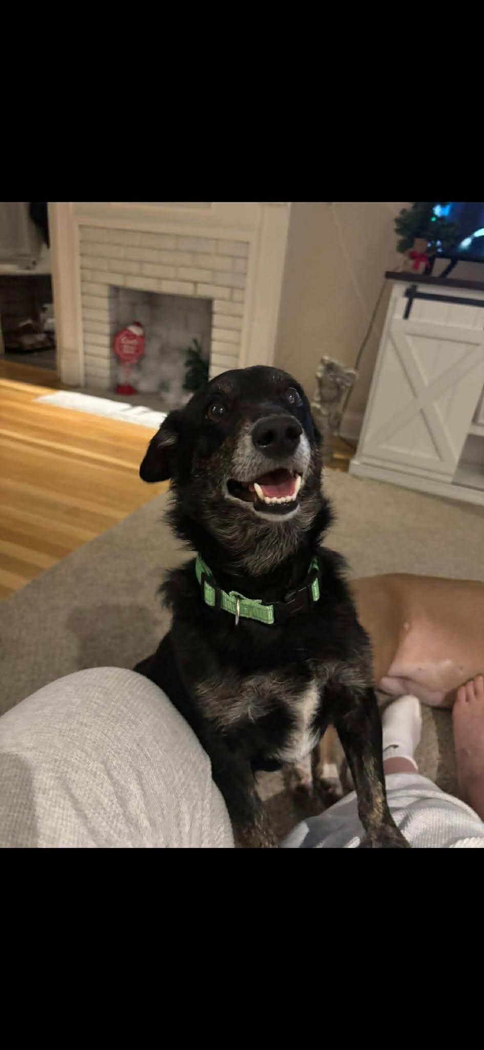 Enlarge Benny, a Adoptable Chiweenie in Pawtucket, RI image 5/5