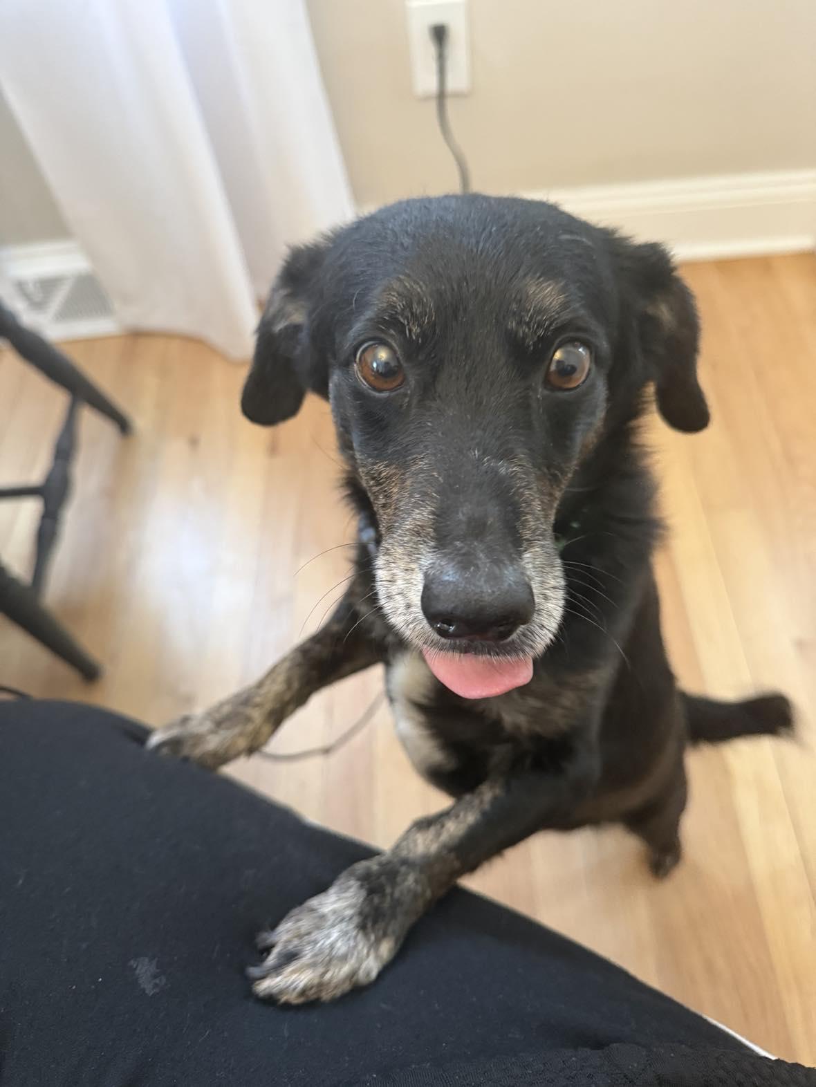 Enlarge Benny, a Adoptable Chiweenie in Pawtucket, RI image 3/5