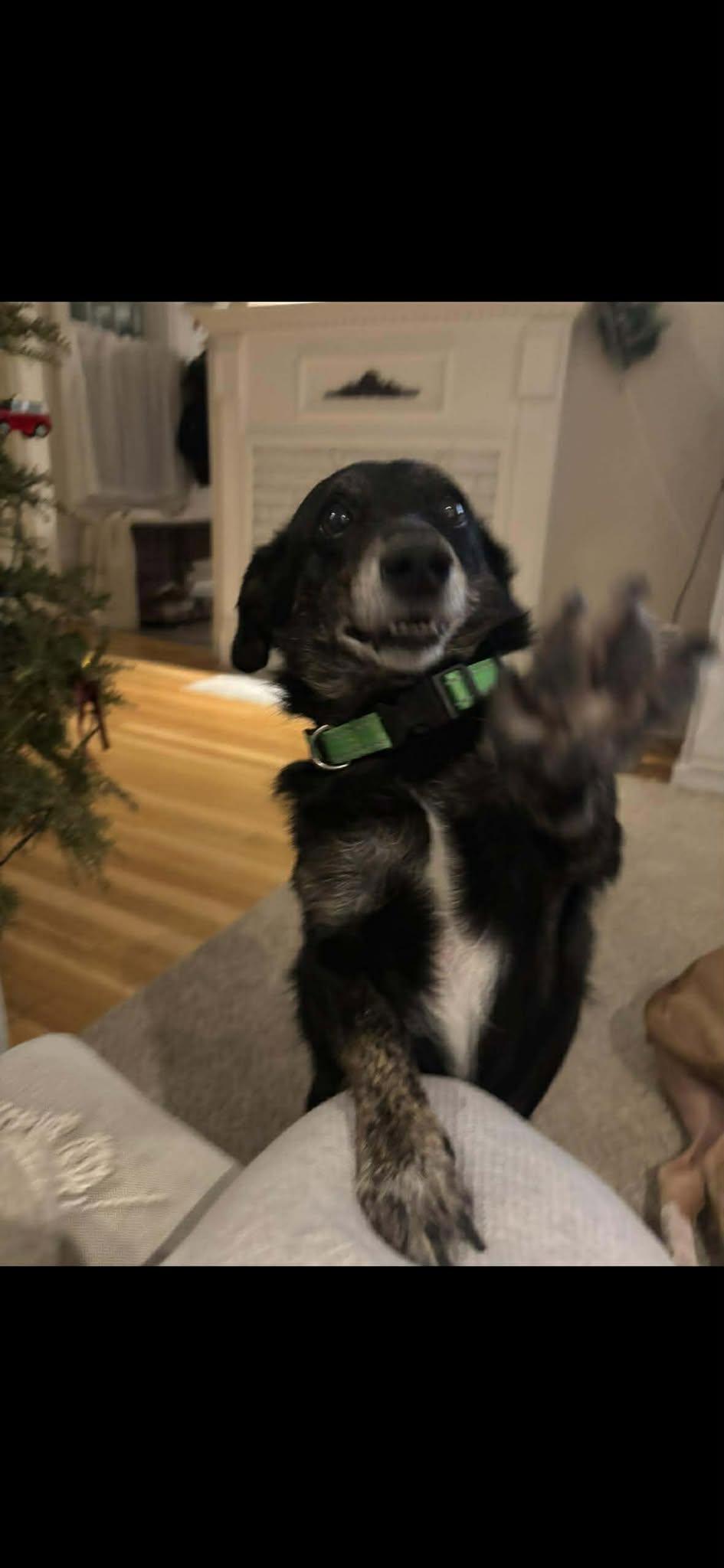 Enlarge Benny, a Adoptable Chiweenie in Pawtucket, RI image 2/5